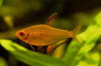 Hyphessobrycon pulchripinnis