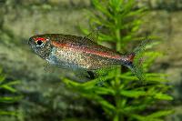 Hemigrammus coeruleus