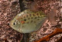 Metynnis maculatus