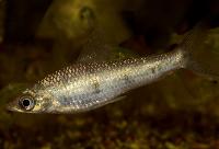 Schizodon fasciatus