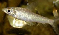 Schizodon fasciatus