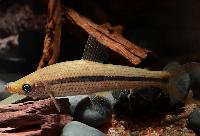 Pseudanos winterbottomi