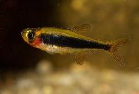 Tucanoichthys tucano