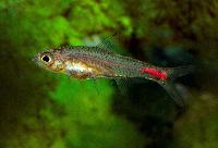Brittanichthys axelrodi