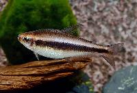 Moenkhausia phaenota