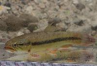 Hoplerythrinus unitaeniatus