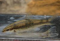 Parodon buckleyi