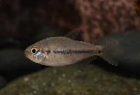 Pseudochalceus kyburzi