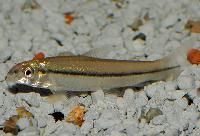 Apareiodon affinis 