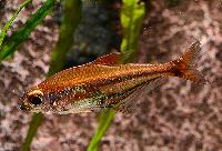 Heterocharax virgulatus