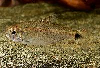 Moenkhausia ceros