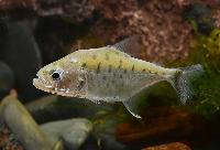 Serrasalmus manueli