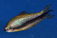 Hyphessobrycon nigricinctus