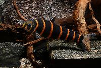 Synaptolaemus latofasciatus 