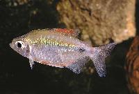 Bathyaethiops caudomaculatus
