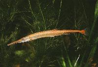 Belonophago tinanti