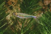 Boehlkea fredcochui