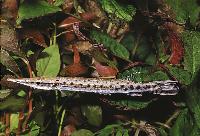 Boulengerella maculata