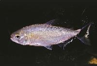 Brycon melanopterus
