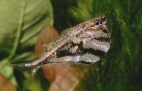 Carnegiella strigata