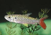 Chalceus erythrurus