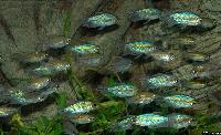 Phenacogrammus interruptus