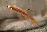 Copella arnoldi