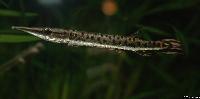 Boulengerella maculata
