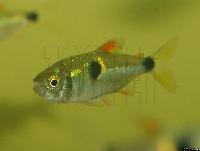 Exodon paradoxus