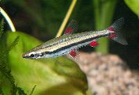 Nannostomus trifasciatus