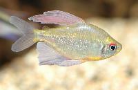 Moenkhausia pittieri