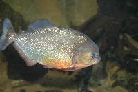 Pygocentrus nattereri