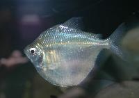 Myleus cf. schomburgkii