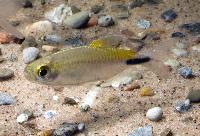 Brycinus longipinnis
