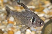 Hyphessobrycon megalopterus