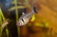Hyphessobrycon megalopterus