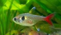Hyphessobrycon roseus