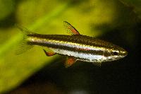 Nannostomus marginatus