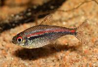 Hyphessobrycon amapaensis