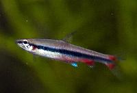 Nannostomus beckfordi