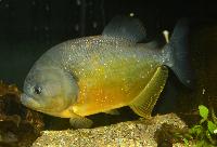 Pygocentrus piraya