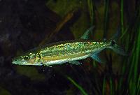 Acestrorhynchus falcirostris