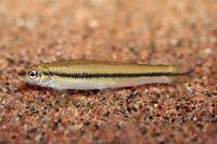 Apareiodon hasemani