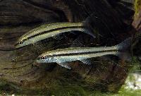 Apareiodon hasemani