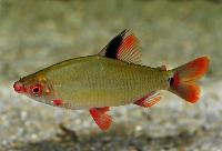 Distichodus noboli
