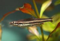 Nannostomus bifasciatus