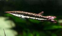 Boulengerella maculata