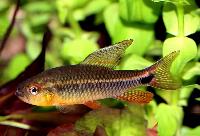 Crenuchus spilurus