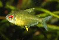 Hyphessobrycon pulchripinnis