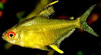 Hyphessobrycon pulchripinnis